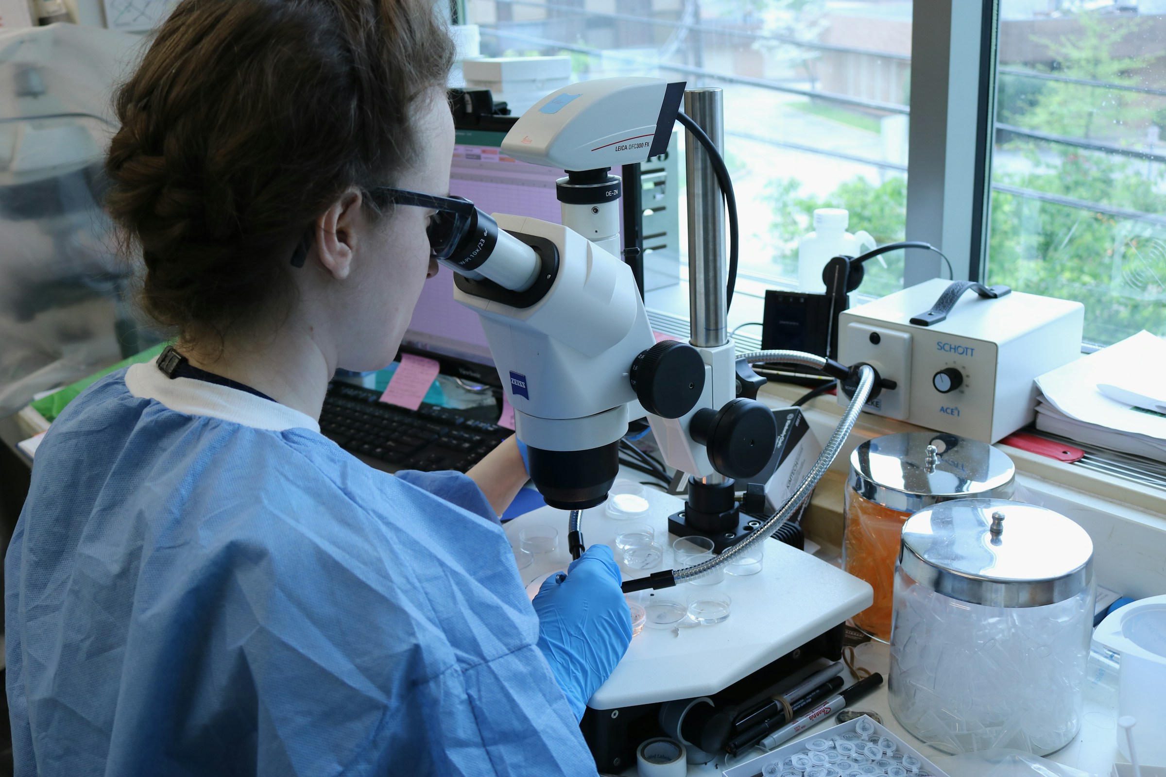 Researcher in a gown and gloves examining sample dishes under a stereo microscope